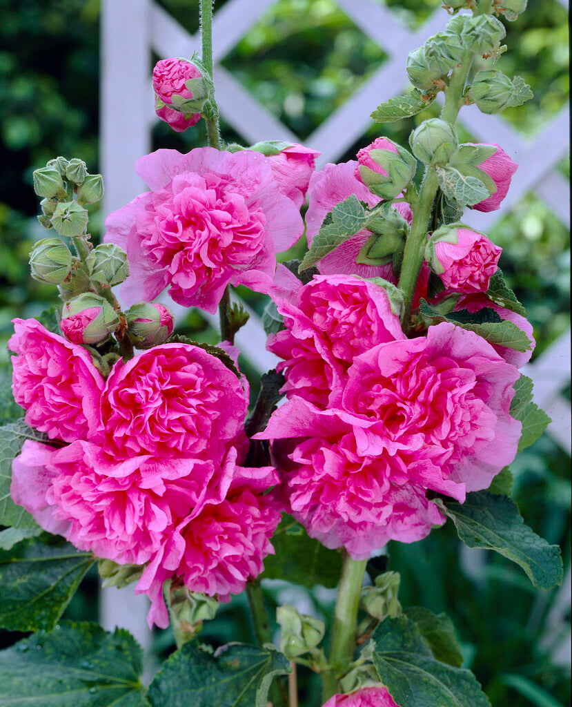 Stokrose-Alcea Rosa 1-pakning